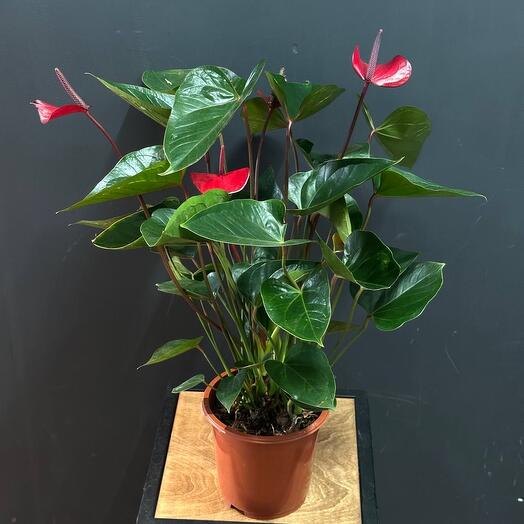 Антуриум 17см