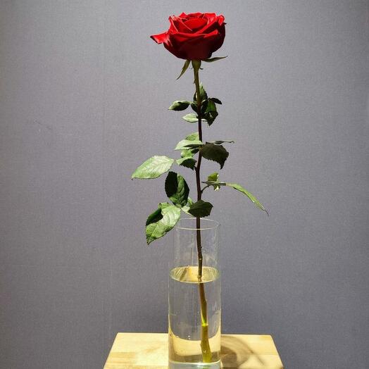 Роза Эквадор 60