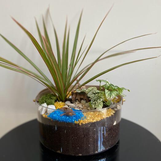 Флорариум Земля Мадагаскара