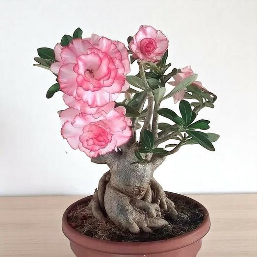Blossoming Elegance