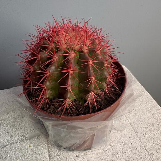 Кактус красный в горшке