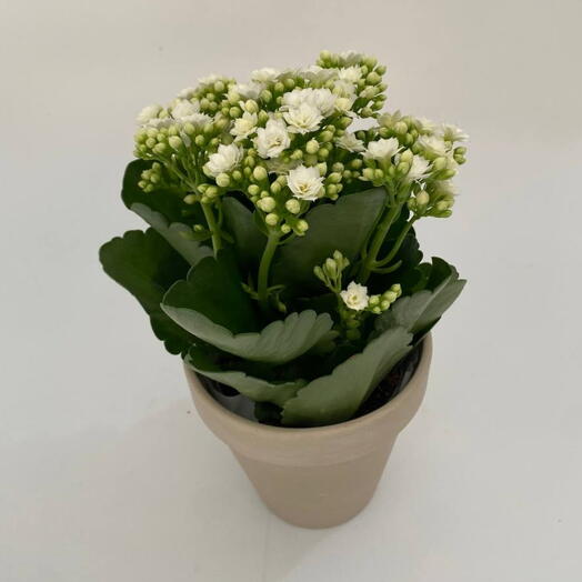 Kalanchoe