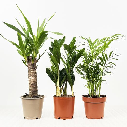 Набор - 3 растения: Юкка, Замиокулькас и Хамедорея, высота 45см