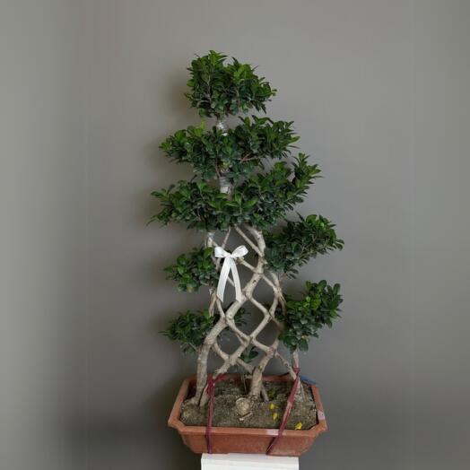 Бонсай Фикус 140 см