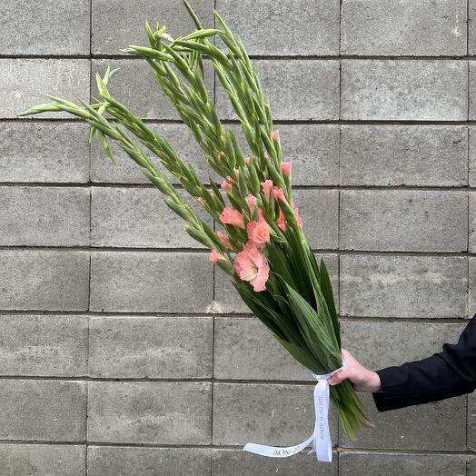 Gladioli