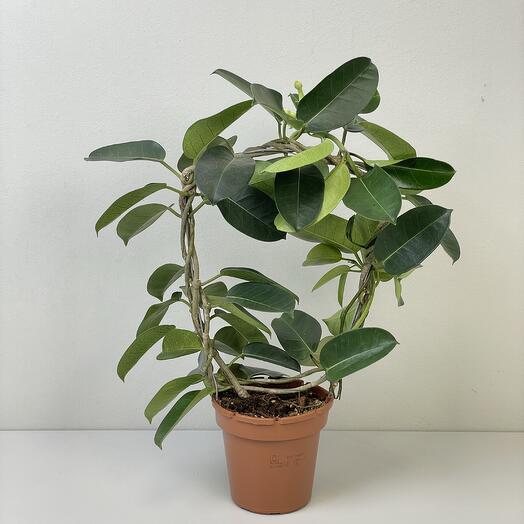 Комнатное растение Стефанотис