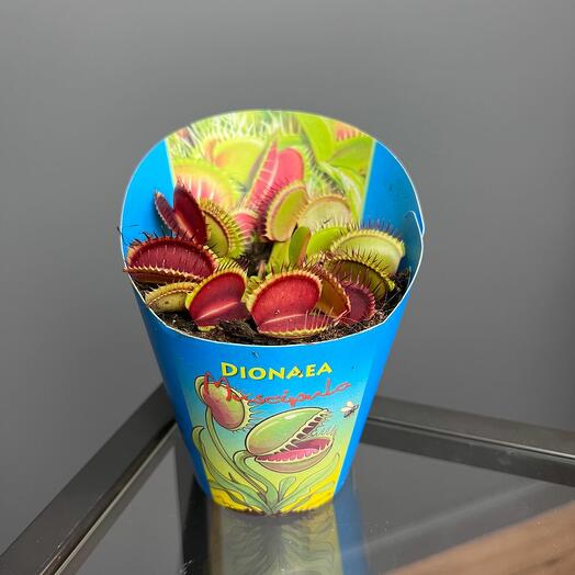 Комнатное растение Дионея Мухоловка в кашпо D 9 Высота 10 см