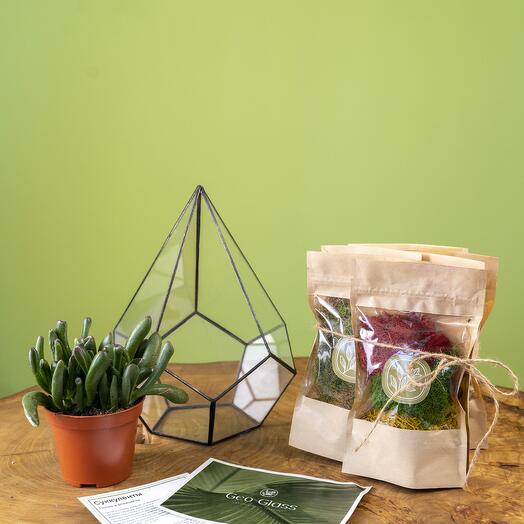 Набор для Хобби "Собери флорариум": Ваза для флорариума "Капля" и суккулент Крассула