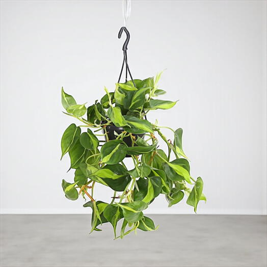 Philodendron ‘Brasil