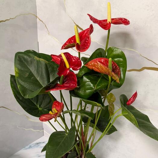 Anthurium rojo 02