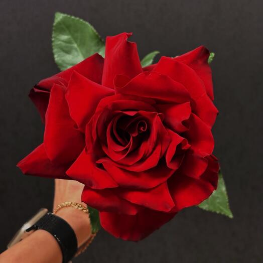 Шикарная французская роза в бордовом цвете