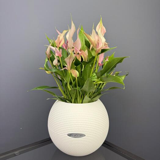 Антуриум Лили в кашпо Lechuza белый D 20 Высота 40 см