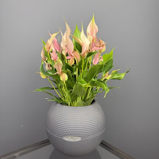 Антуриум Лили в кашпо Lechuza Puro серый, 40см