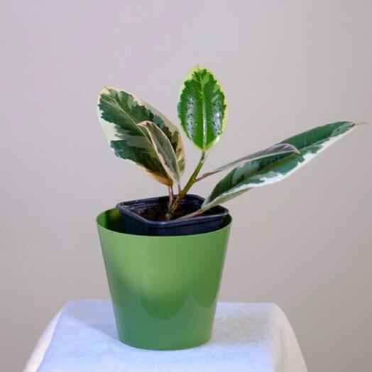 Фикус Эластика 3