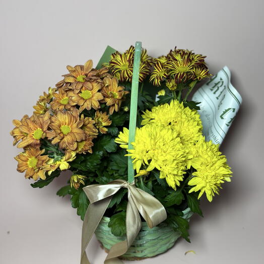 Корзина из трех живых ярких ароматных Хризантем в подарок ️