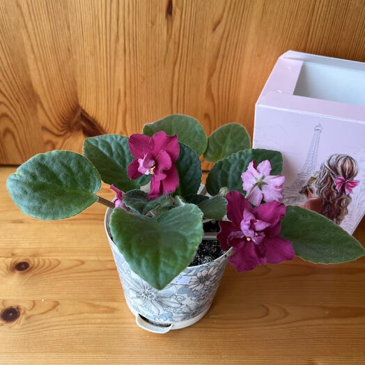 Фиалка бордовая