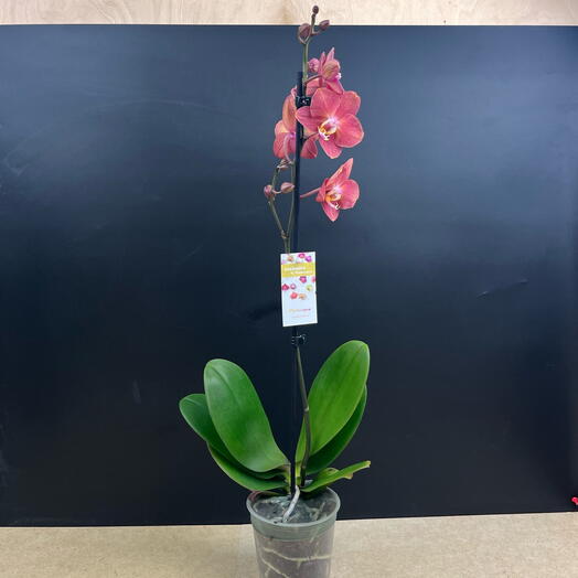 Орхидея Горизонт