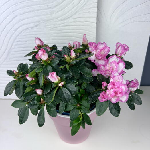 Азалия пышная в розовом горшке, высота 30см