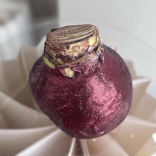 Амариллис Dark Bordeaux