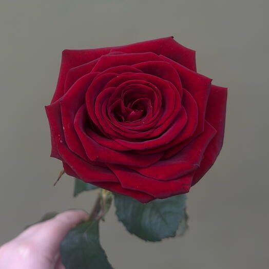 Роза Red Naomi 50см