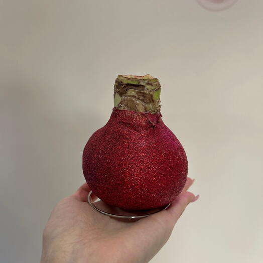 Луковица амариллиса