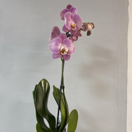Комнатное растение Фаленопсис