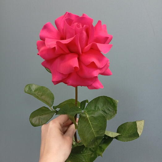Французский роза 💗💗💗