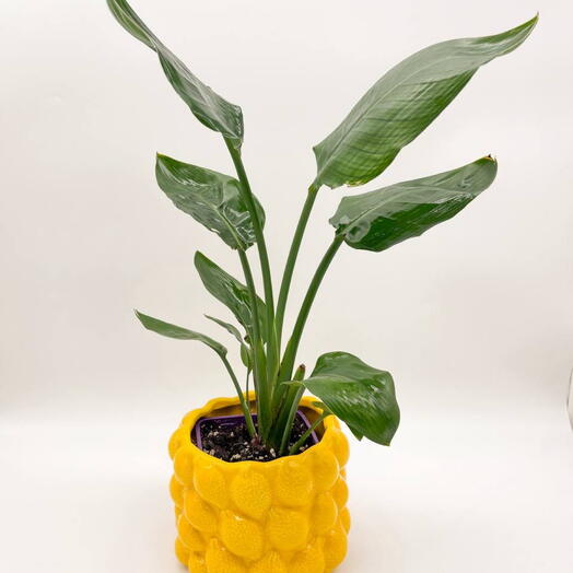 Стрелиция Регина в кашпо Лимончик