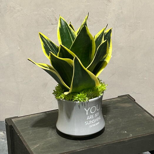 Сансевиерия/щучий хвост