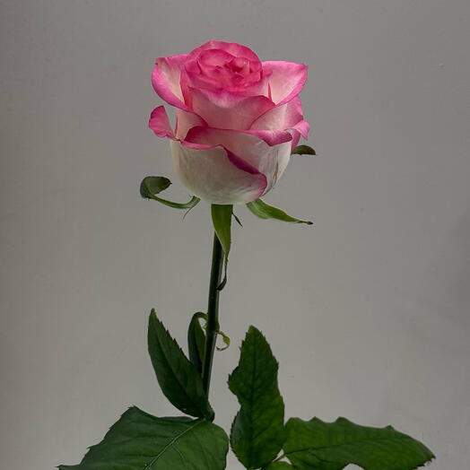 Pink premium rosee
