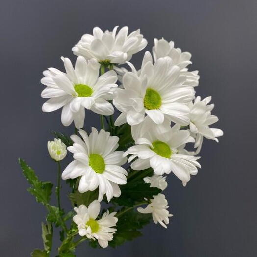 Хризантема ромашка