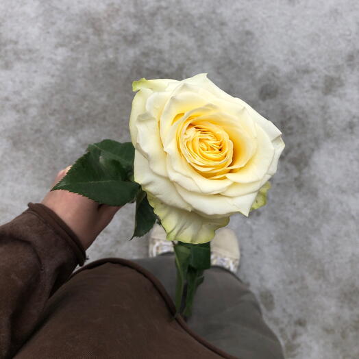 KönigFlower