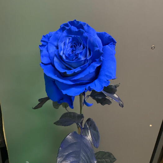 Синяя роза 🌹