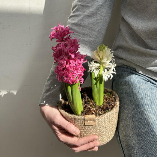 Первоцветы в джутовом кашпо