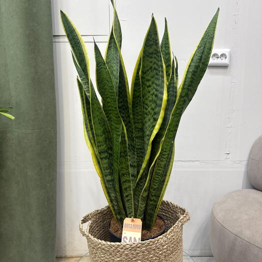 Sansevieria Сансевиерия Лауренти /80