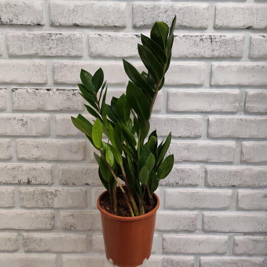 Planta de interior zamiokulkas D12