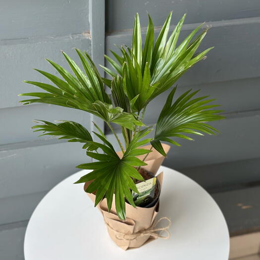 Пальма Ливистона D12/H43