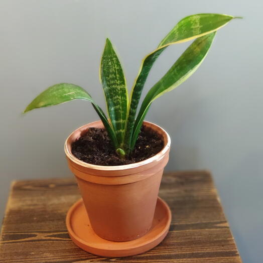 Sansevieria en una olla de barro