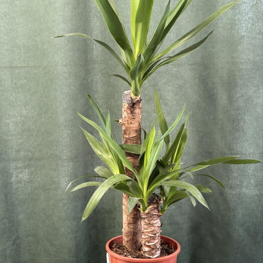 Юкка два ствола