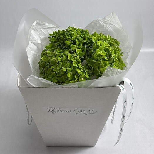 Букет из сезонных зеленых гортензий💌 3шт