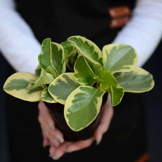 Пеперомия клузиелистная (Peperomia clusiifolia)