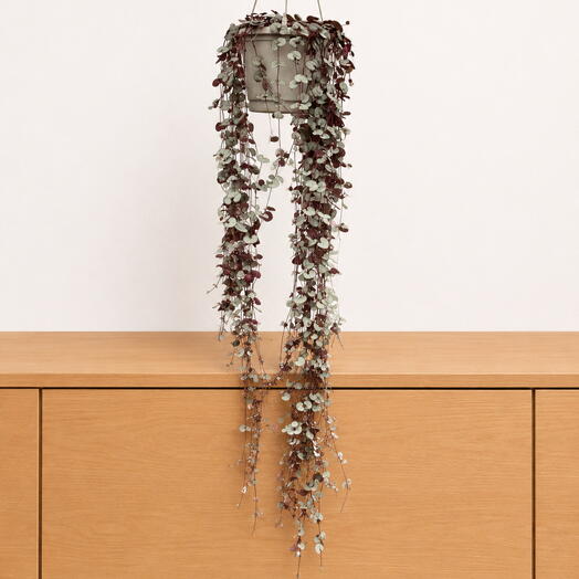 Ceropegia woodii