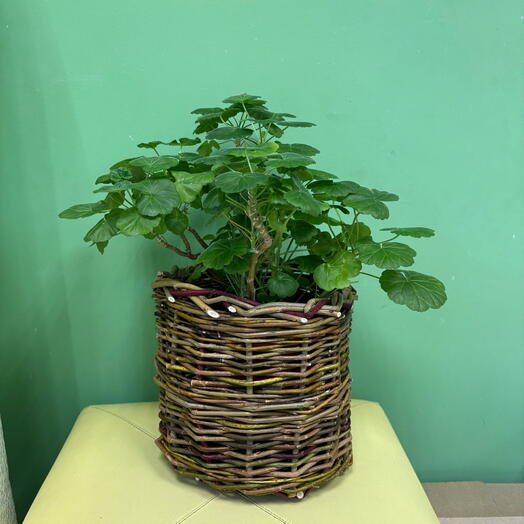 Пелларгония (Pelargonium) в кашпо из лозы