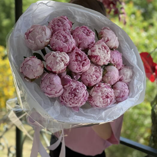 17 голландских пионов Sarah Bernhardt 🌸
