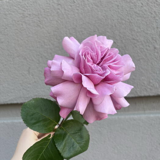 Роза 💜🌸 LAVANDE ROYALE 👑