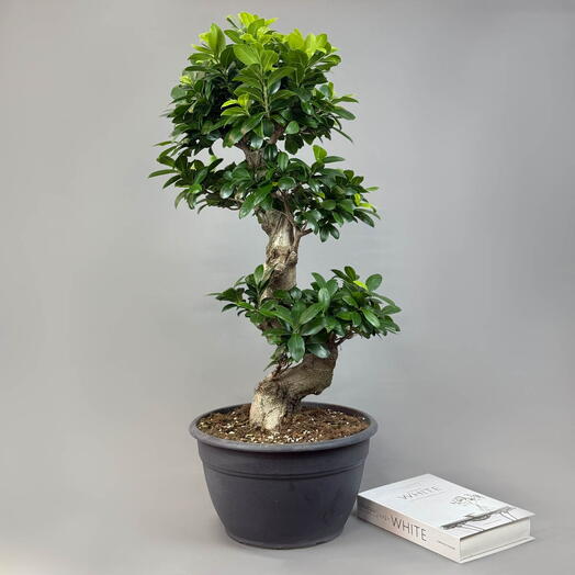 Большой Бонсай - Дерево Удачи с изогнутым стволом Фикус Гинсенг