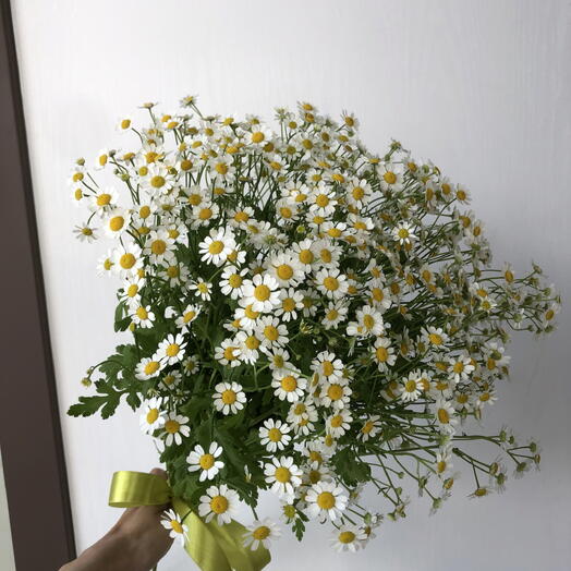Ромашка мелкая