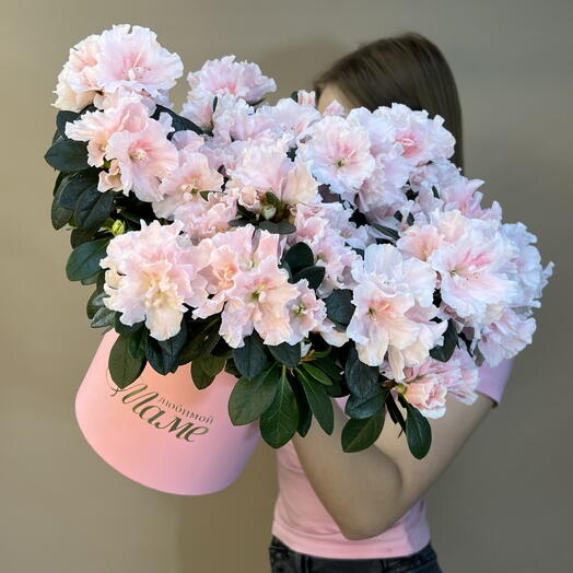 Горшечное растение Азалия «ЛЮИМОЙ МАМЕ» 💗 в подарочной коробке