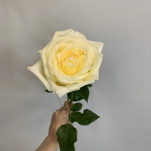 Роза Кэнделайт