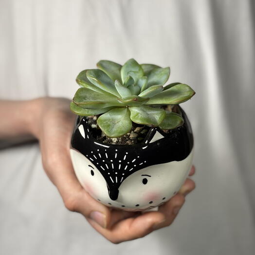 Суккулент Echeveria Strawberry в кашпо ️